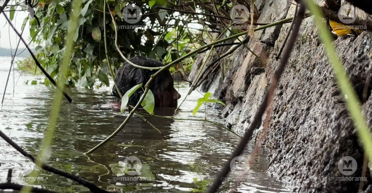 Thamburu's mother Vanaja searches for fish in the crevices on the rock wall along Vembanad Backwaters at Poothotta. Photo: Onmanorama
